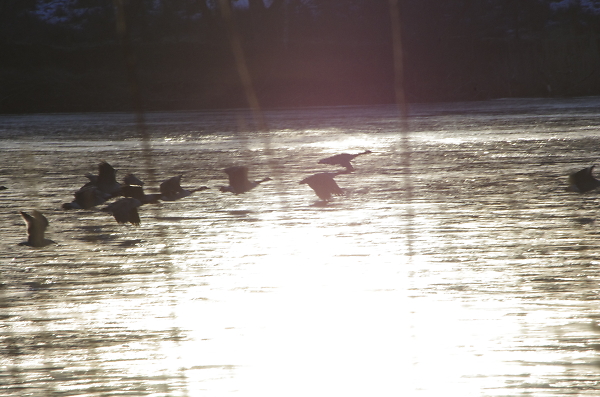 flying into the sun
