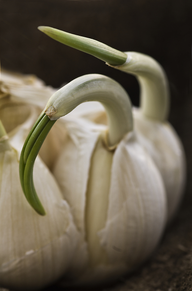 Garlic Birds