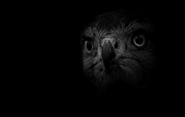 Goshawk