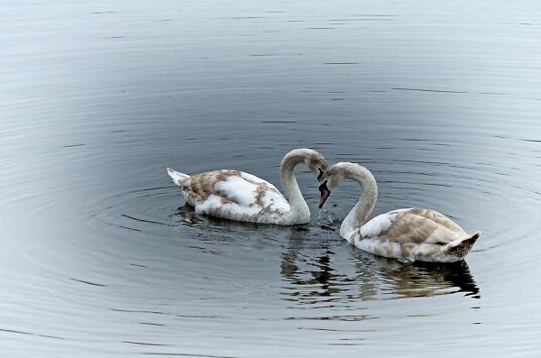 Juveniles