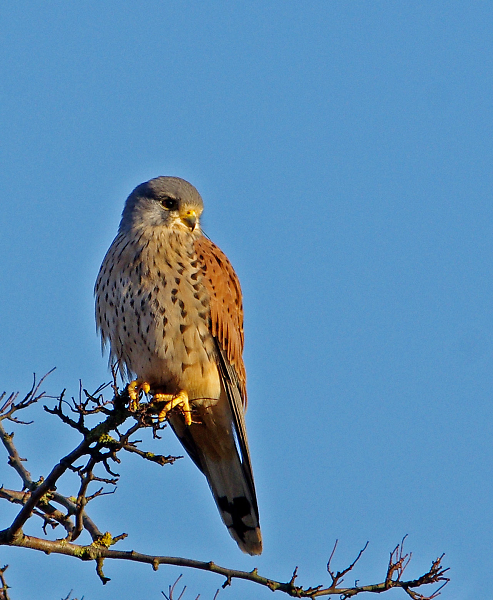 Kestrel