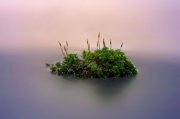 Moss Island