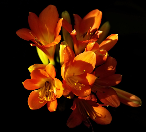 Orange and Black