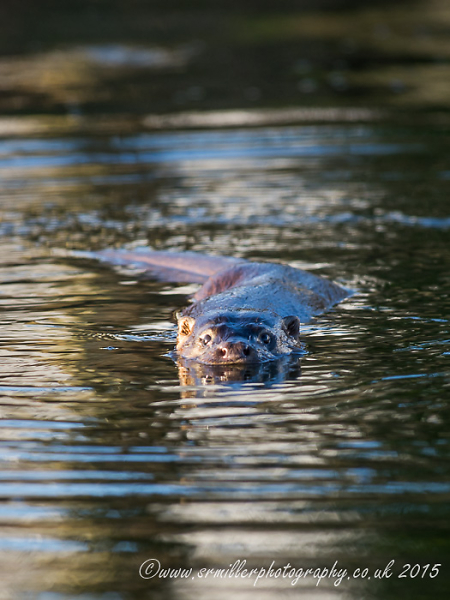 Otter close-up