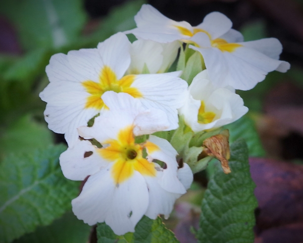 primula