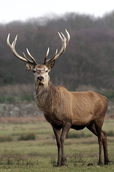 Red Deer Stag