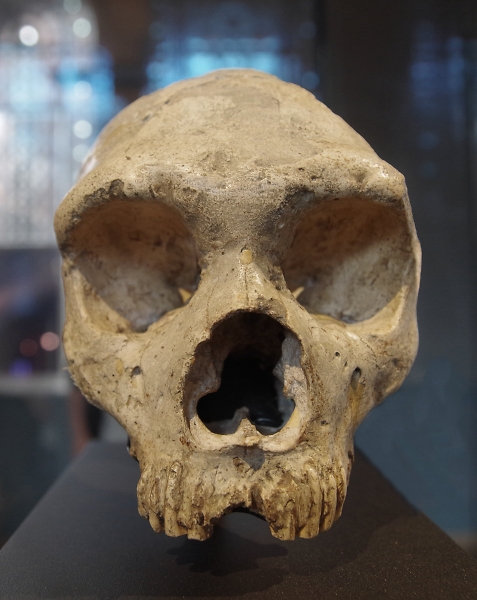 Skull