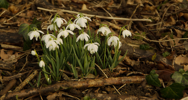 Spring!