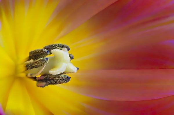 Tulip Close-up