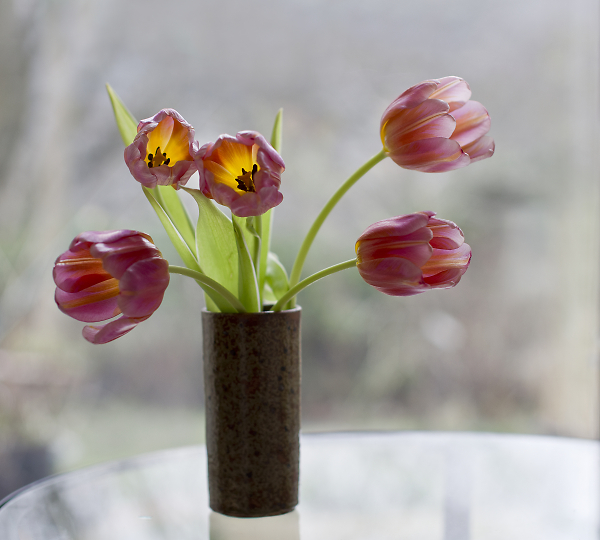 Tulips