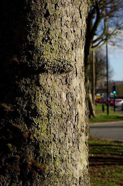 Urban tree