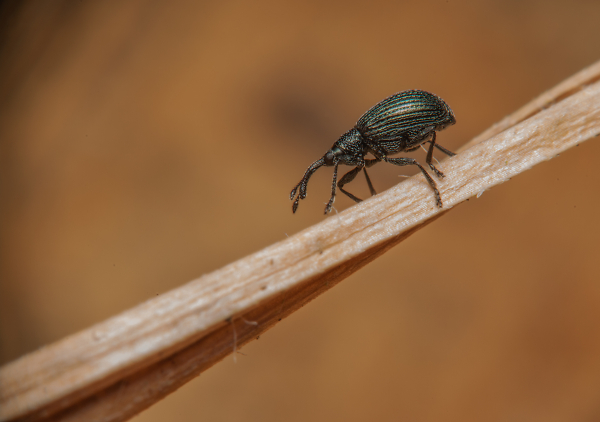 Weevil