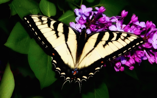 Wings of Beauty