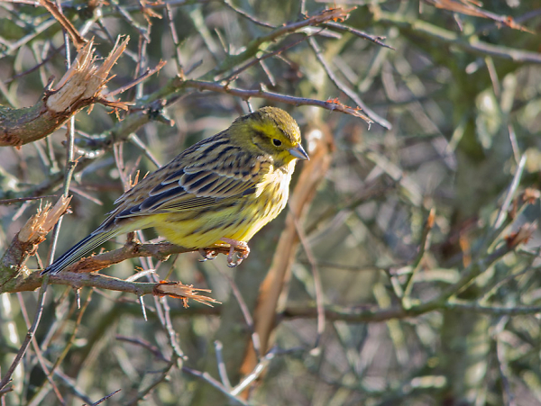 Yellowhammer