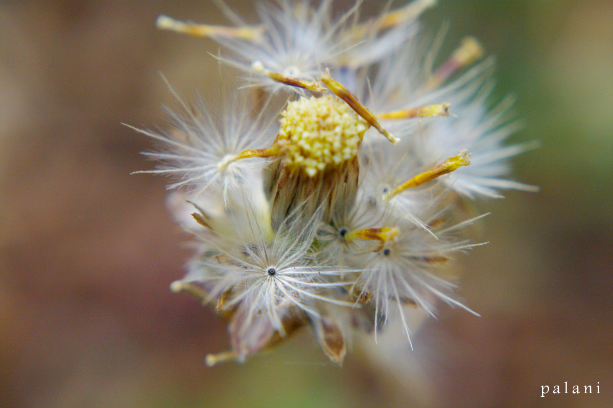 flower burst
