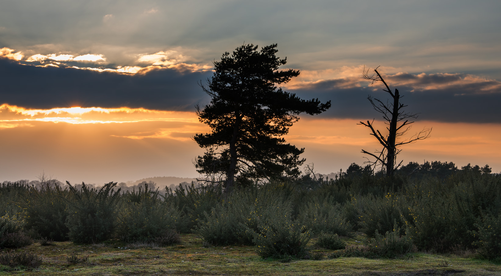 Two Trees