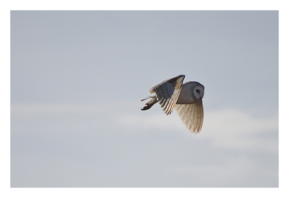 Barn Owl