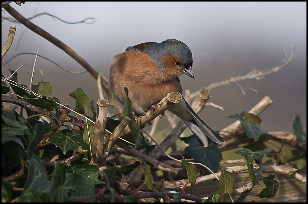 chaffinch