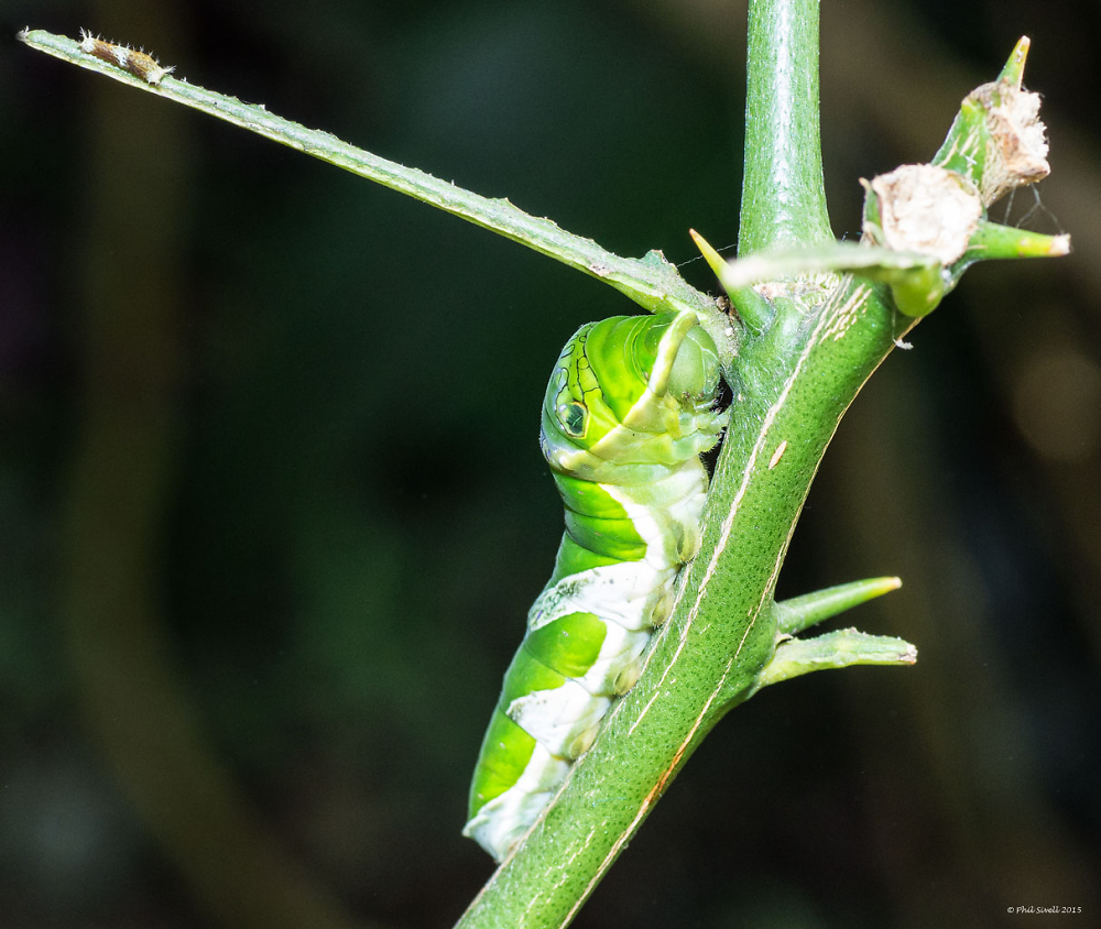 Common Lime Caterpillar