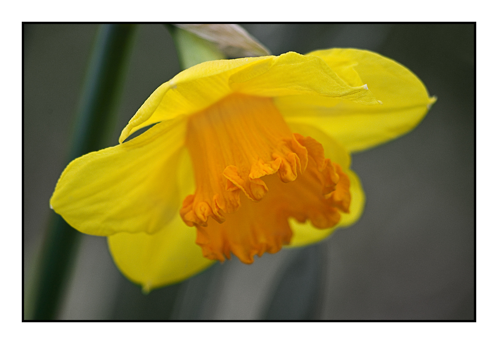 Daff