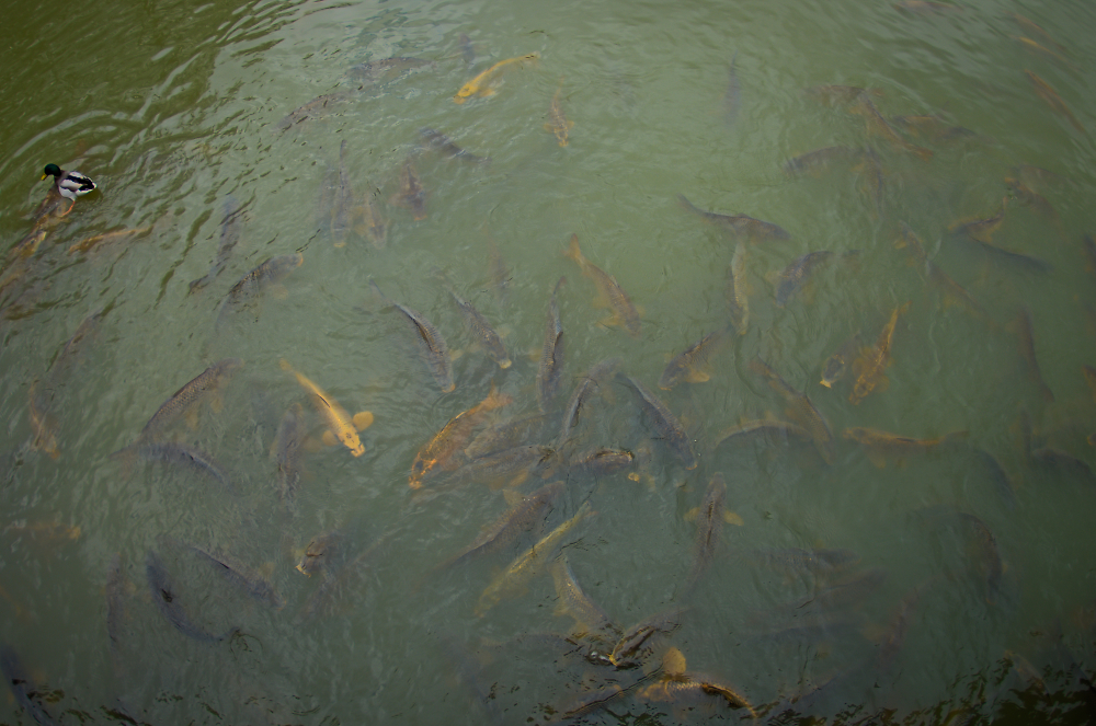 Fish in the moat