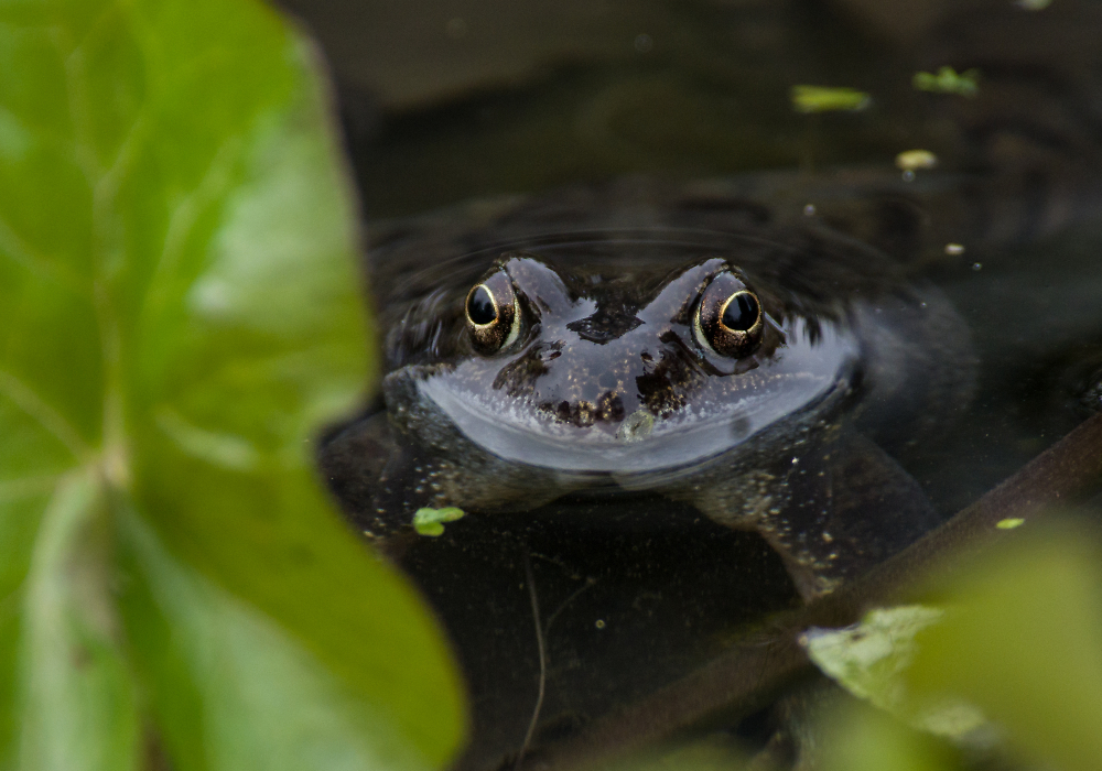 Frog !