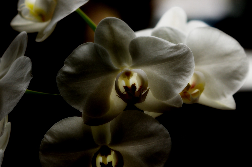 Ghost orchids
