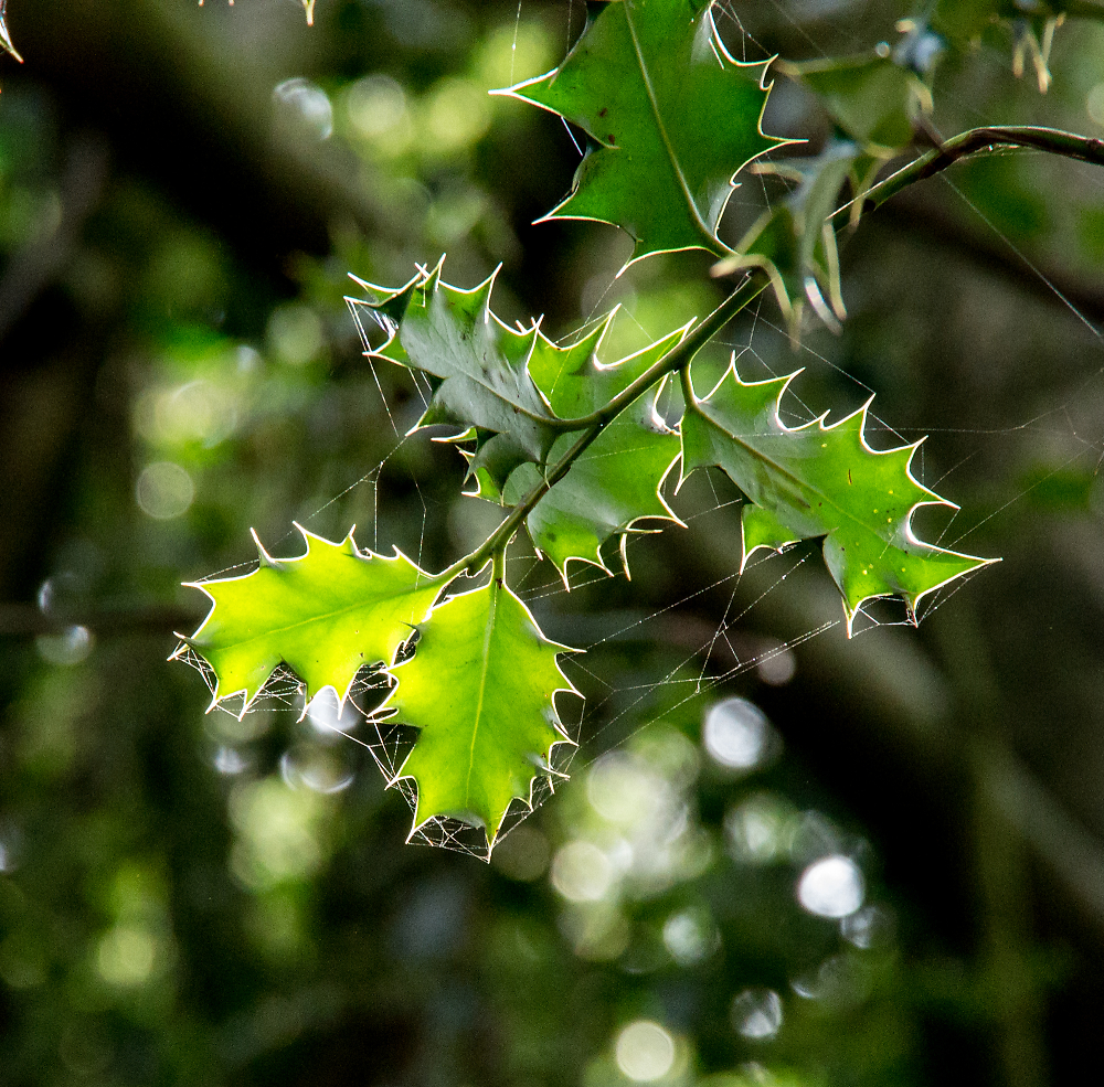 Holly leaves