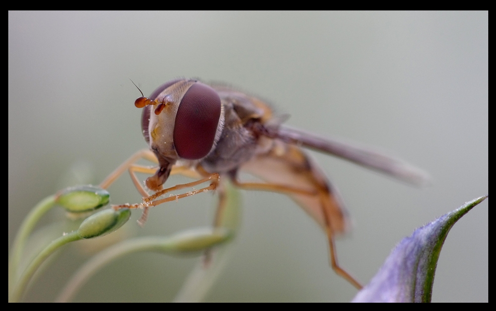 Hover Fly Having A Snack