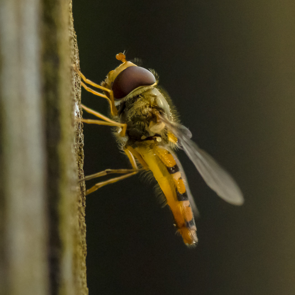 Hoverfly @ ISO6400
