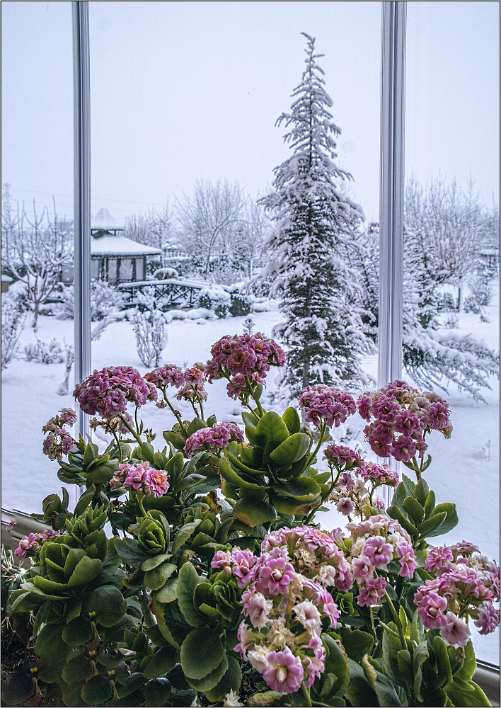 Kalanchoe and Snow in the Garden