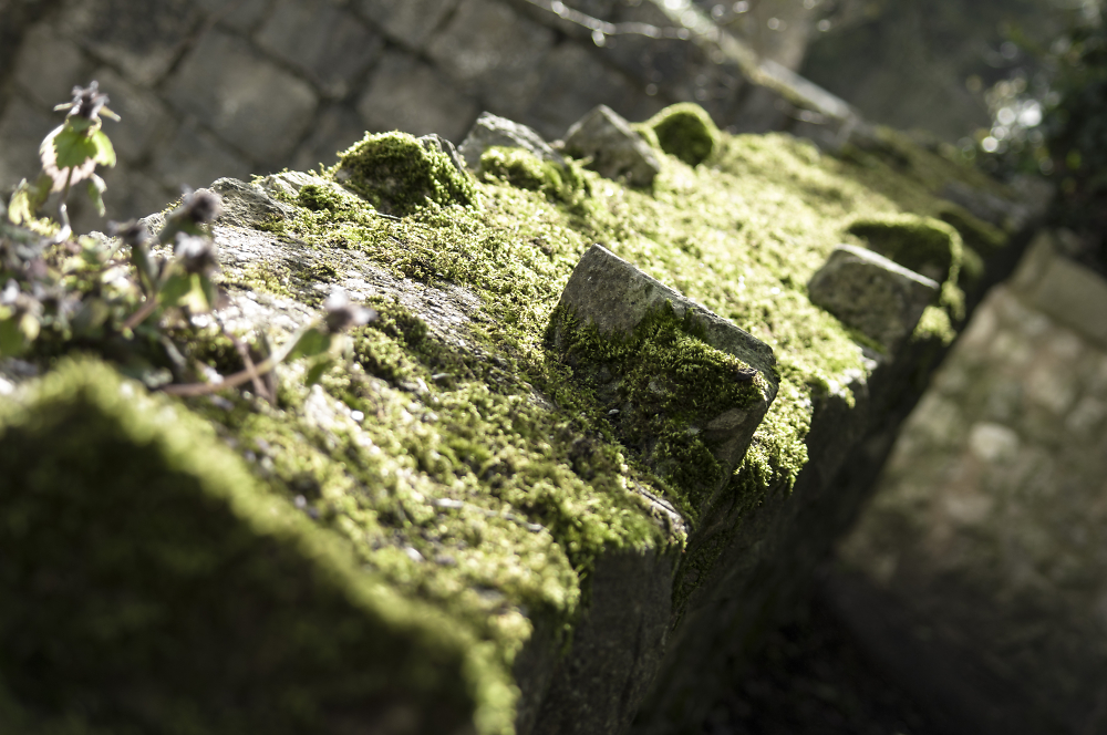 Moss on the wall, 2015