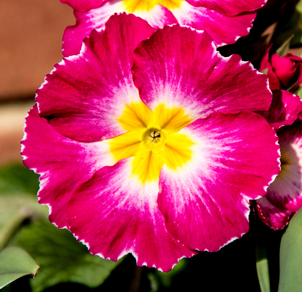 Polyanthus bloom