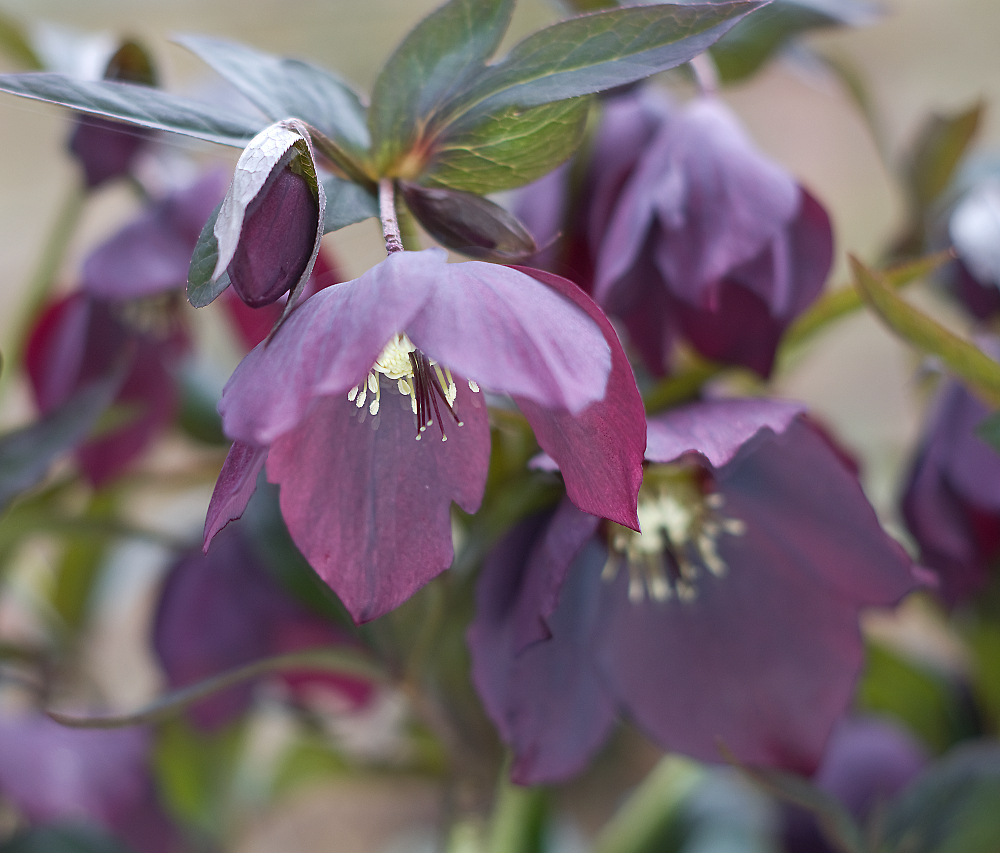 Purple Hellebore