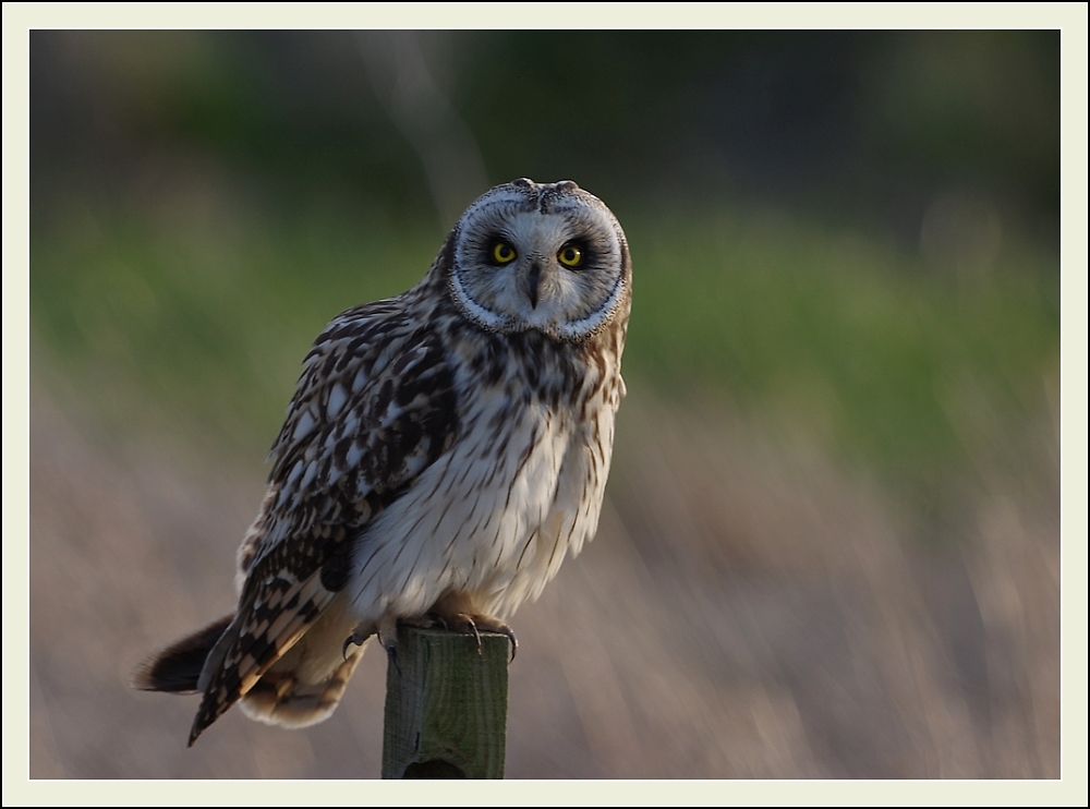 Short Eared Owl,