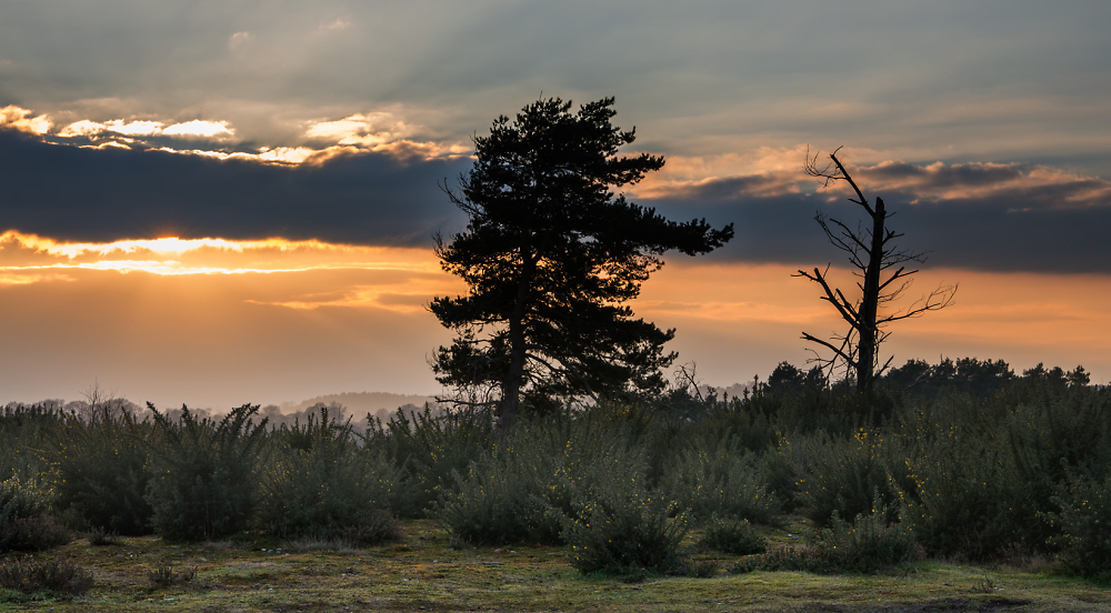 Two Trees