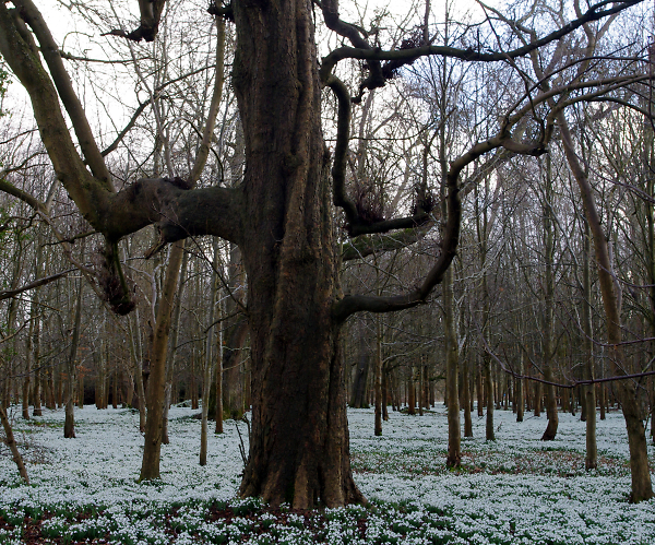An ent in a forest of snowdrops
