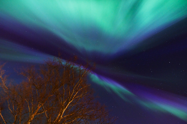 Aurora Birch