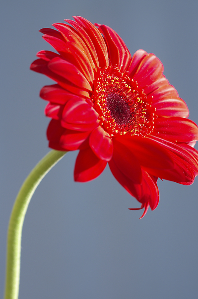 Big Red Bloom