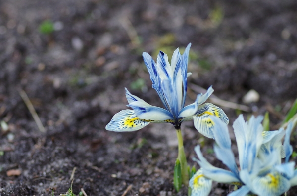 crocus 2