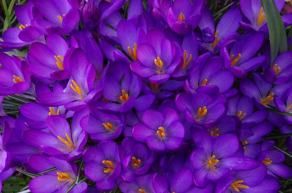 Crocus