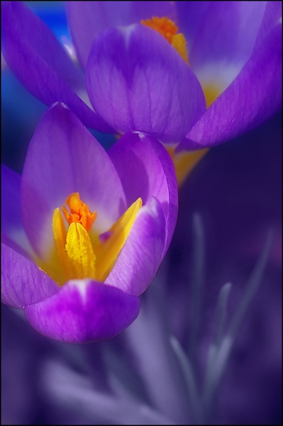 Crocuses