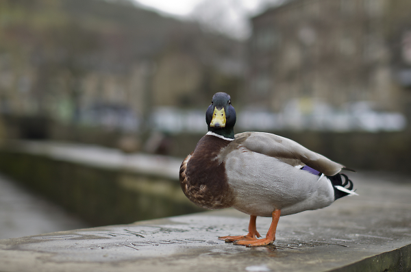 Duck
