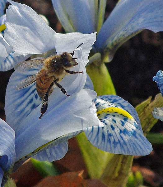 Early bee