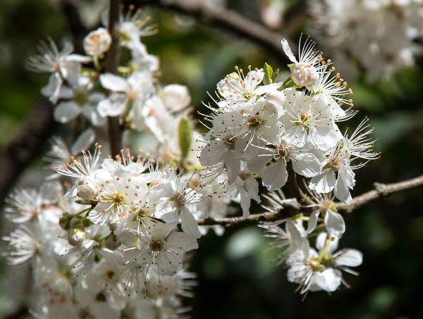 'It's Spring !'