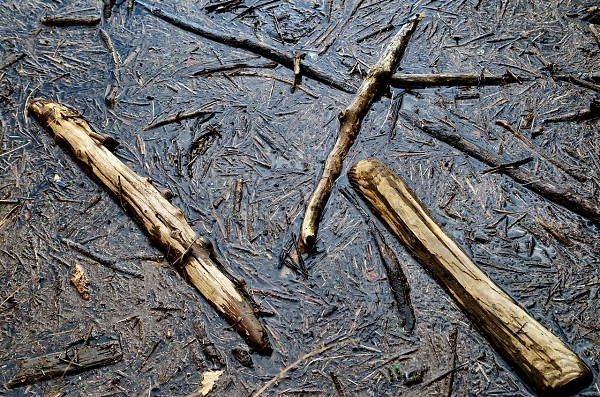 Driftwood