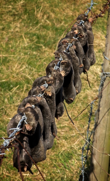 Mole catcher's harvest