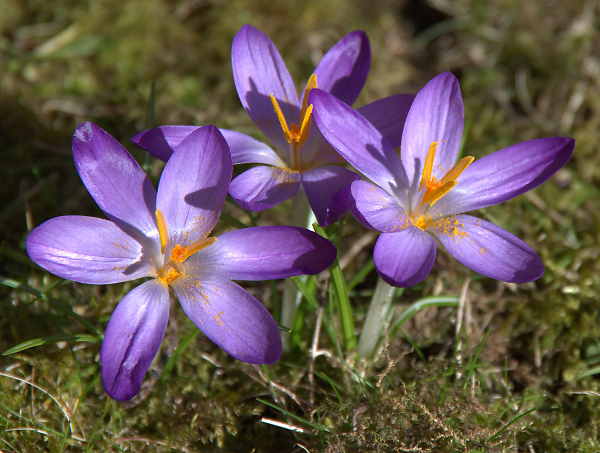 More Crocus !