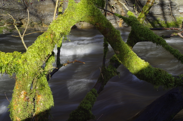 Moss covered branch