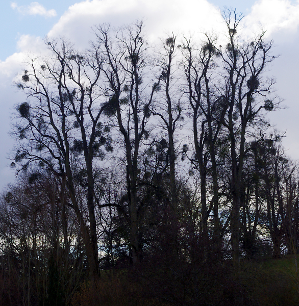 Nests in Winter